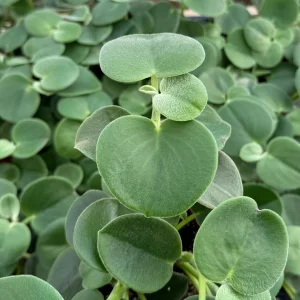 Felted Peperomia Incana Live Plant – 4 inch Pot – Velvety Houseplant - Image 1