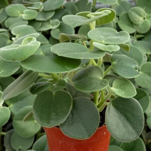 Felted Peperomia Incana Live Plant – 4 inch Pot – Velvety Houseplant - Image 4