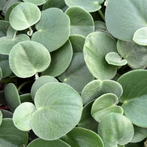 Felted Peperomia Incana Live Plant – 4 inch Pot – Velvety Houseplant - Image 5