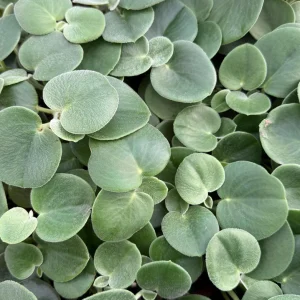 Felted Peperomia Incana Live Plant – 4 inch Pot – Velvety Houseplant - Image 6