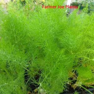 Fennel Green Live Plant – 4 inch Tall Herb – Bee & Butterfly Friendly - Image 2