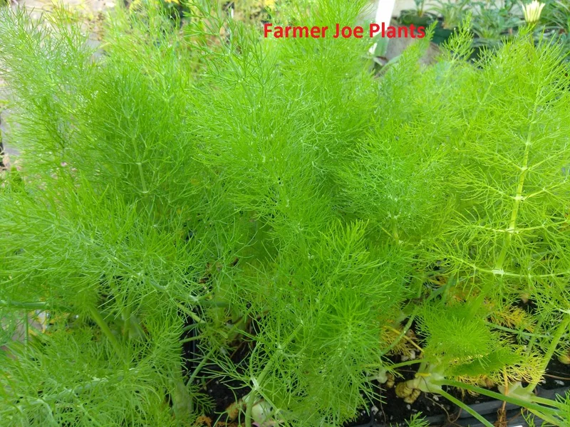 Fennel Green Live Plant – 4 inch Tall Herb – Bee & Butterfly Friendly - Image 2