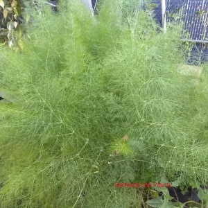 Fennel Green Live Plant – 4 inch Tall Herb – Bee & Butterfly Friendly - Image 1