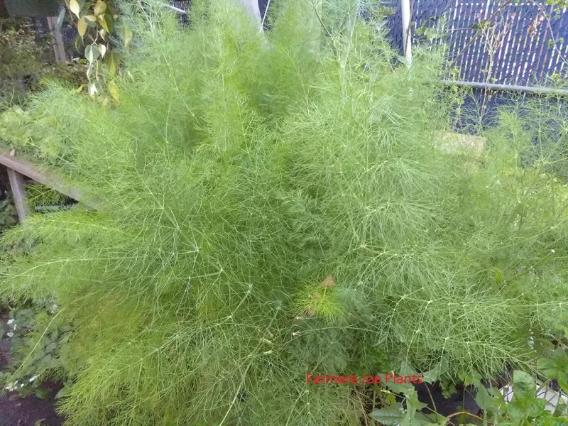 Fennel Green Live Plant – 4 inch Tall Herb – Bee & Butterfly Friendly - Image 1