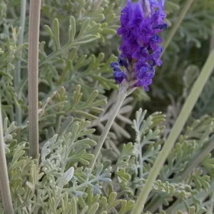 Fern Leaf Lavender Live Plant (Lavandula pinnata) - 5-9 inch, Pack of 3, Heat Tolerant Outdoor - Image 2