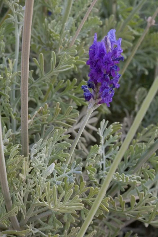 Fern Leaf Lavender Live Plant (Lavandula pinnata) - 5-9 inch, Pack of 3, Heat Tolerant Outdoor - Image 2