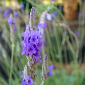 Fern Leaf Lavender Live Plant (Lavandula pinnata) - 5-9 inch, Pack of 3, Heat Tolerant Outdoor - Image 3