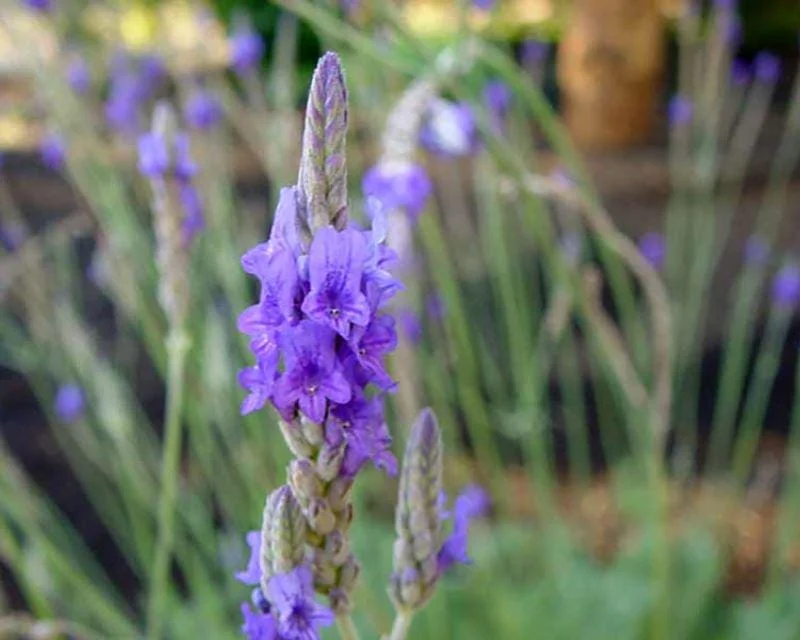 Fern Leaf Lavender Live Plant (Lavandula pinnata) - 5-9 inch, Pack of 3, Heat Tolerant Outdoor - Image 3