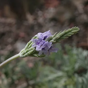 Fern Leaf Lavender Live Plant (Lavandula pinnata) - 5-9 inch, Pack of 3, Heat Tolerant Outdoor - Image 4