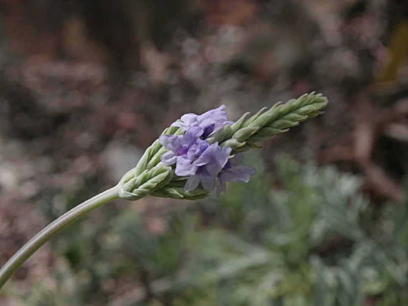 Fern Leaf Lavender Live Plant (Lavandula pinnata) - 5-9 inch, Pack of 3, Heat Tolerant Outdoor - Image 4