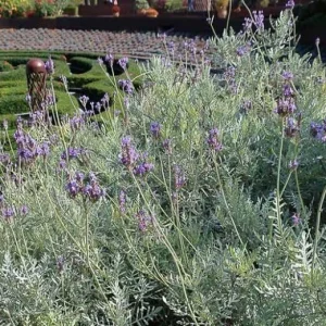 Fern Leaf Lavender Live Plant (Lavandula pinnata) - 5-9 inch, Pack of 3, Heat Tolerant Outdoor - Image 5