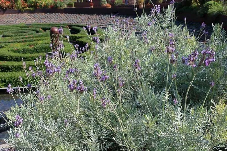 Fern Leaf Lavender Live Plant (Lavandula pinnata) - 5-9 inch, Pack of 3, Heat Tolerant Outdoor - Image 5