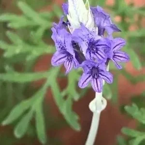 Fern Leaf Lavender Live Plant (Lavandula pinnata) - 5-9 inch, Pack of 3, Heat Tolerant Outdoor - Image 6