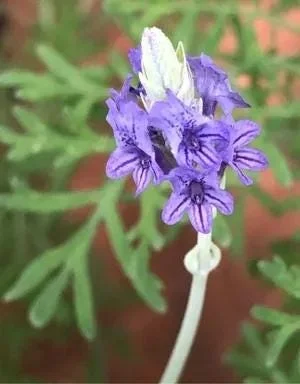Fern Leaf Lavender Live Plant (Lavandula pinnata) - 5-9 inch, Pack of 3, Heat Tolerant Outdoor - Image 6