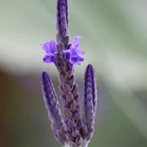 Fern Leaf Lavender Live Plant (Lavandula pinnata) - 5-9 inch, Pack of 3, Heat Tolerant Outdoor - Image 1