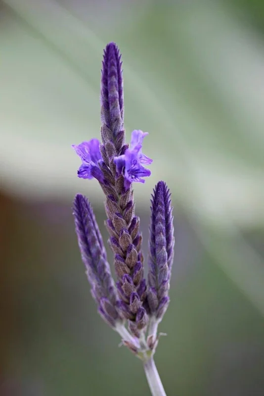 Fern Leaf Lavender Live Plant (Lavandula pinnata) - 5-9 inch, Pack of 3, Heat Tolerant Outdoor - Image 1
