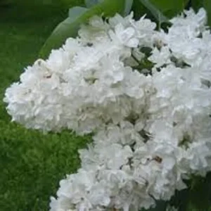 Fiala Remembrance Lilac Live Plant - White Double Flowers, 6-8 Inch Starter Shrub, USDA Zones 3-7 - Image 1