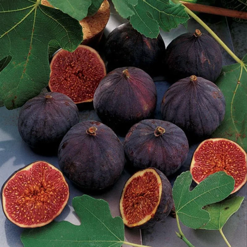 Fig 'Chicago Hardy' Edible Fruit Live Plant - 4 Inch Tall - Image 2