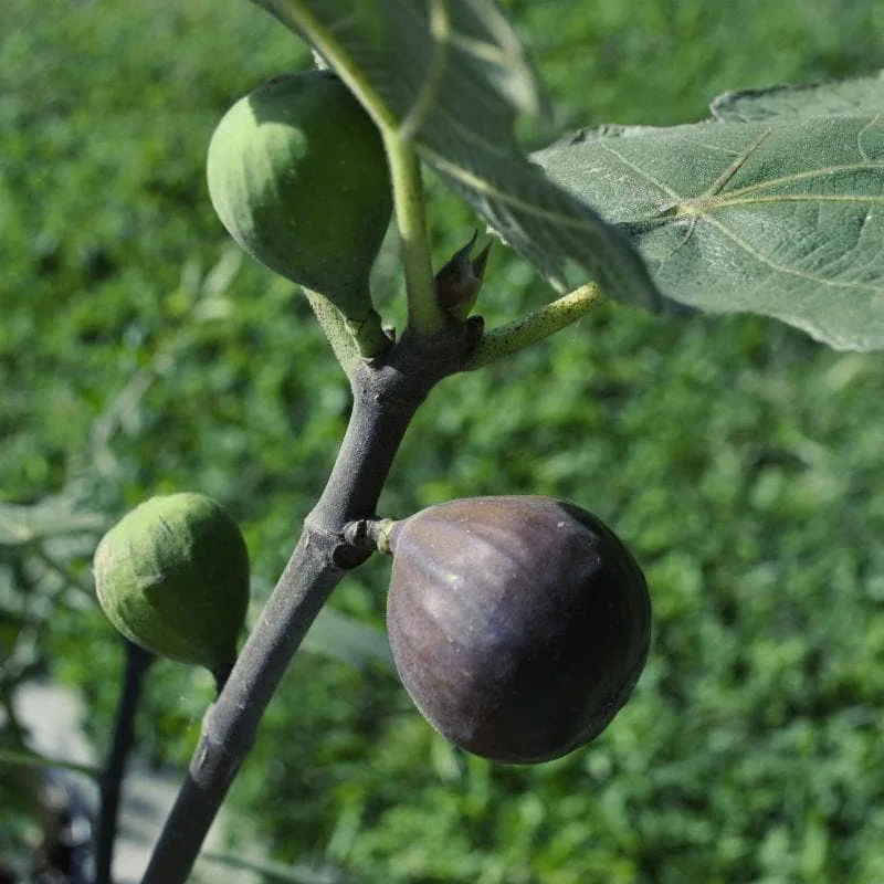 Fig 'Chicago Hardy' Edible Fruit Live Plant - 4 Inch Tall - Image 1