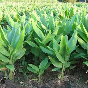 Finger Root Live Plant – Chinese Ginger Starter – Krachai Herb – 4-6 Inch Tall – Indoor/Outdoor - Image 2
