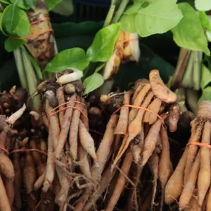 Finger Root Live Plant – Chinese Ginger Starter – Krachai Herb – 4-6 Inch Tall – Indoor/Outdoor - Image 4