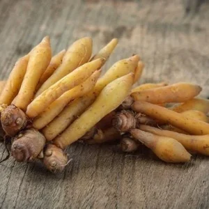 Finger Root Live Plant – Chinese Ginger Starter – Krachai Herb – 4-6 Inch Tall – Indoor/Outdoor - Image 5
