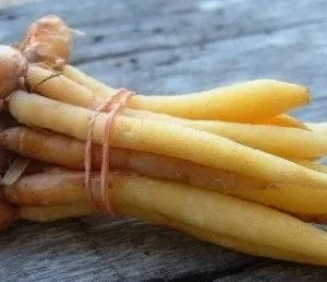 Finger Root Live Plant – Chinese Ginger Starter – Krachai Herb – 4-6 Inch Tall – Indoor/Outdoor - Image 1