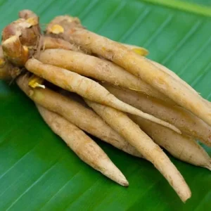 Finger Root Live Plant – Chinese Ginger Starter – Krachai Herb – 4-6 Inch Tall – Indoor/Outdoor - Image 6
