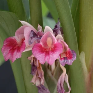 Finger Root Live Plant – Chinese Ginger Starter – Krachai Herb – 4-6 Inch Tall – Indoor/Outdoor - Image 8