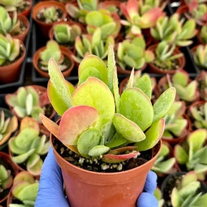 Flapjack Succulent 4" Kalanchoe Luciae Live Plant - Paddle Plant - Image 2