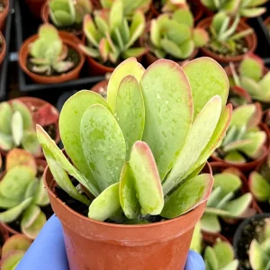 Flapjack Succulent 4