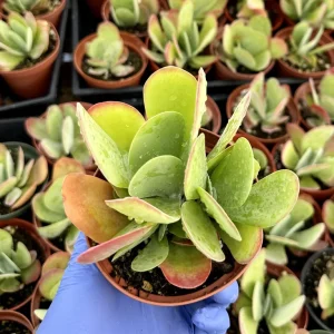 Flapjack Succulent 4
