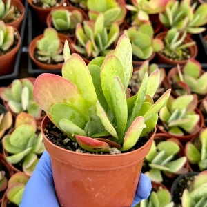 Flapjack Succulent 4" Kalanchoe Luciae Live Plant - Paddle Plant - Image 1