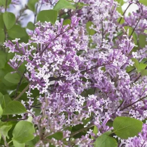 Flowerfesta Purple Lilac Live Plant - 7 Inch Starter Shrub, Reblooming - Image 1