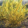 Forsythia 'Flying Machine' Live Plant - 7 Inch Starter Shrub, Golden Yellow Flowers, Outdoor - Image 1