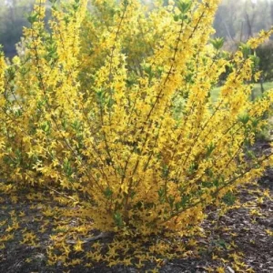 Forsythia 'Flying Machine' Live Plant - 7 inch Starter Shrub, Golden Yellow - Image 1