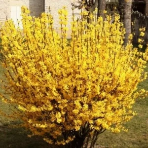 Forsythia Magical Gold Live Plant - Starter Shrub, 4-7 Inches Tall, Outdoor - Image 1
