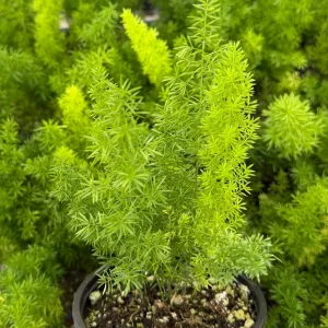 Foxtail Fern Live Plant - Asparagus Meyeri, 4 Inch Pot, Indoor/Outdoor - Image 2