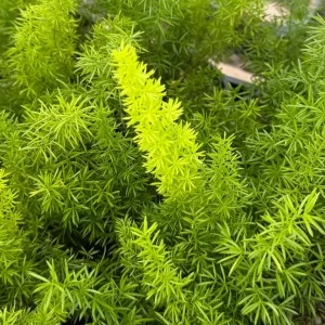Foxtail Fern Live Plant - Asparagus Meyeri, 4 Inch Pot, Indoor/Outdoor - Image 3