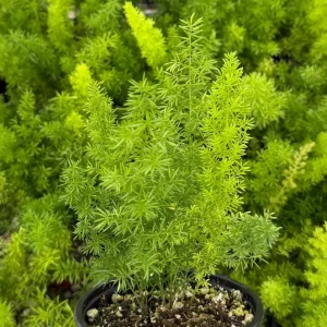 Foxtail Fern Live Plant - Asparagus Meyeri, 4 Inch Pot, Indoor/Outdoor - Image 1