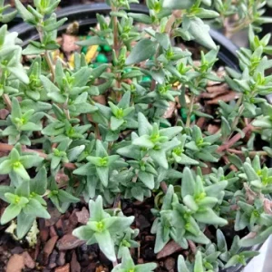 French Thyme Live Plant - Edible Herb - 4 Inch Tall - Culinary Garden - Image 2