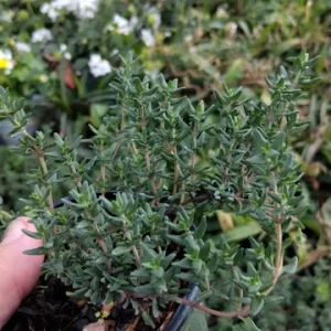 French Thyme Live Plant - Edible Herb - 4 Inch Tall - Culinary Garden - Image 1