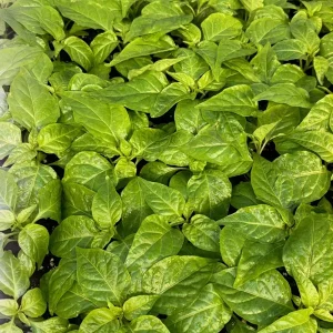 Fried Chicken Super Hot Pepper Live Plants - 3 Pack, Established 75+ Day Old Plants, Outdoor/Indoor - Image 2