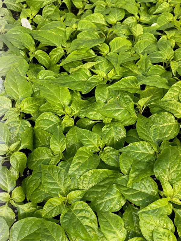 Fried Chicken Super Hot Pepper Live Plants - 3 Pack, Established 75+ Day Old Plants, Outdoor/Indoor - Image 2