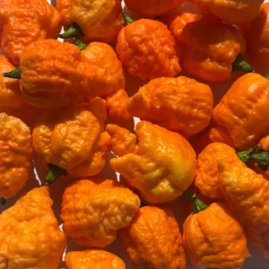 Fried Chicken Super Hot Pepper Live Plants - 3 Pack, Established 75+ Day Old Plants, Outdoor/Indoor - Image 3