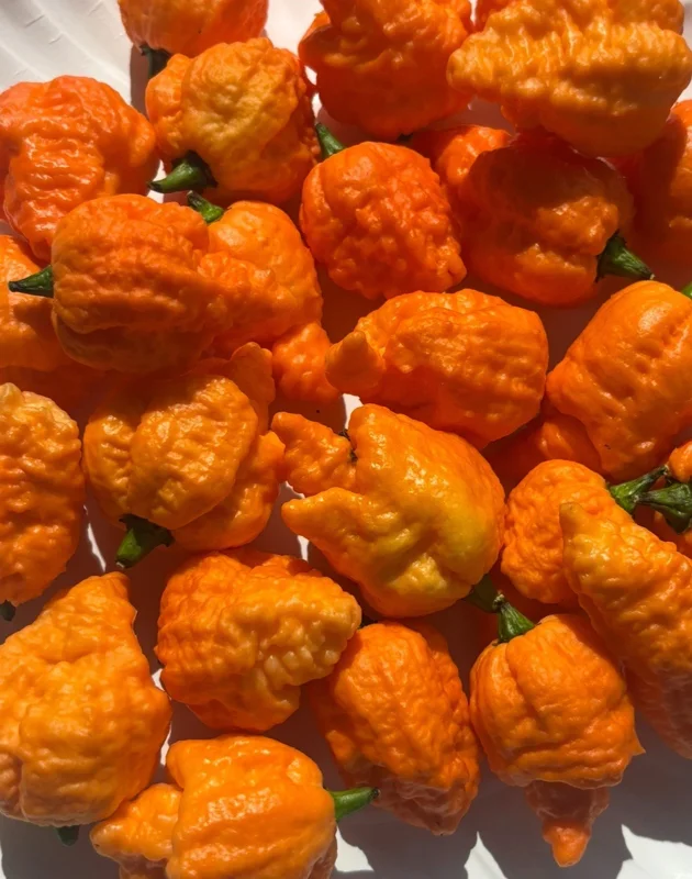 Fried Chicken Super Hot Pepper Live Plants - 3 Pack, Established 75+ Day Old Plants, Outdoor/Indoor - Image 3