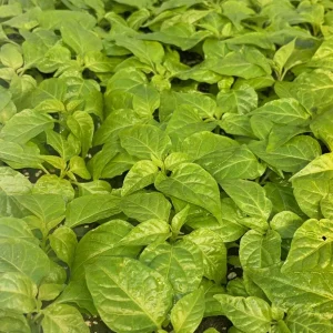 Fried Chicken Super Hot Pepper Live Plants - 3 Pack, Established 75+ Day Old Plants, Outdoor/Indoor - Image 1
