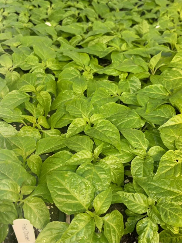 Fried Chicken Super Hot Pepper Live Plants - 3 Pack, Established 75+ Day Old Plants, Outdoor/Indoor - Image 1
