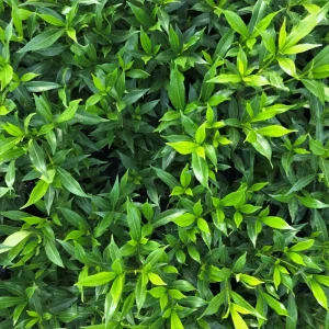 Frostproof Jasmine Gardenia Live Plant – 4 Inch Tall – Fragrant Blooms – Outdoor - Image 4
