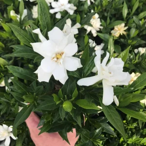 Frostproof Jasmine Gardenia Live Plant – 4 Inch Tall – Fragrant Blooms – Outdoor - Image 7